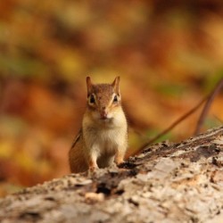 Chipmunk In Autumn